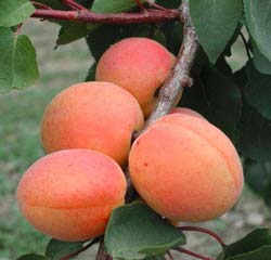 Apricot tree 'Rouge du Roussillon'